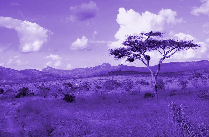 Traumdeutung Afrika