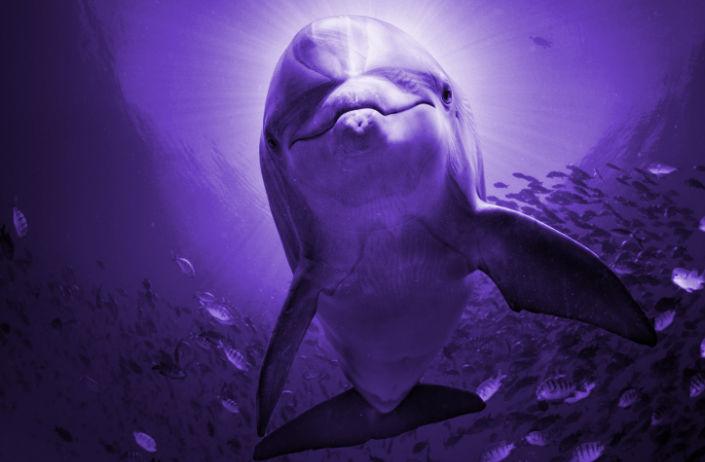 Traumdeutung Delfin