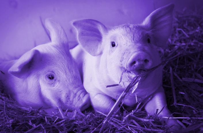 Traumdeutung Ferkel