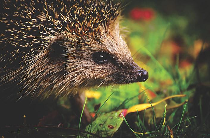 Traumdeutung Igel