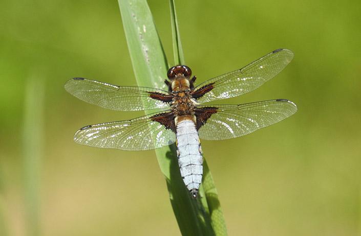 Traumdeutung Libelle