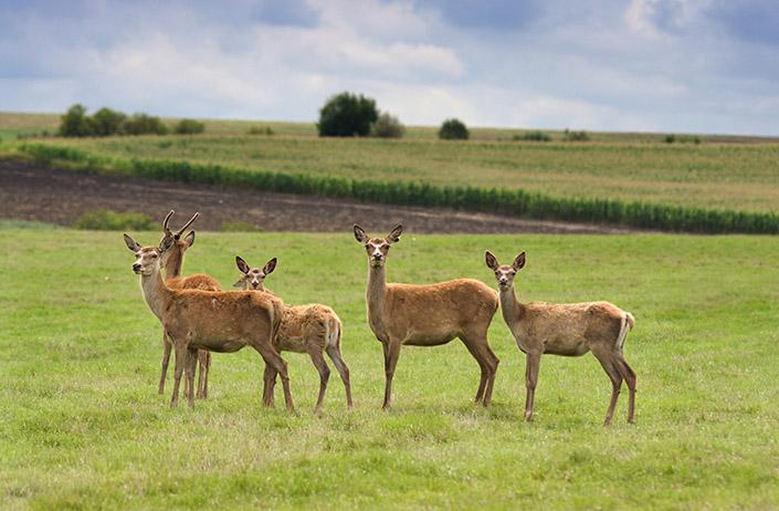 Traumdeutung Rehe